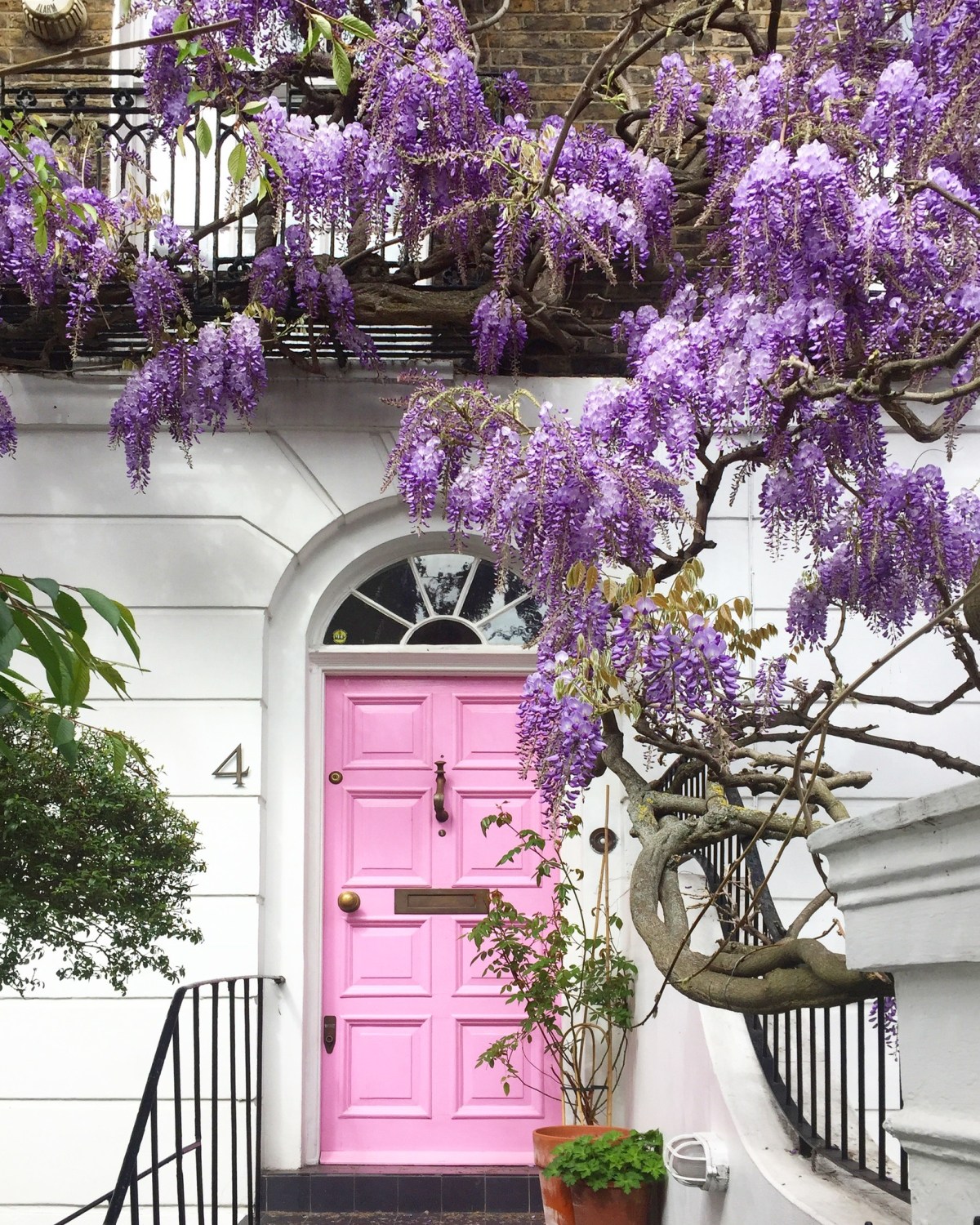 Pink wisteria Notting Hill